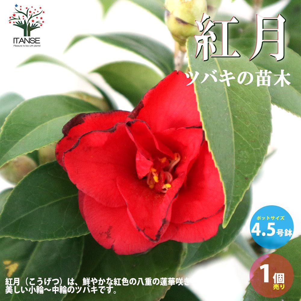 椿(ツバキ)の苗木 品種：紅月(コウゲツ、クレナイツキ)【庭木 4.5号鉢