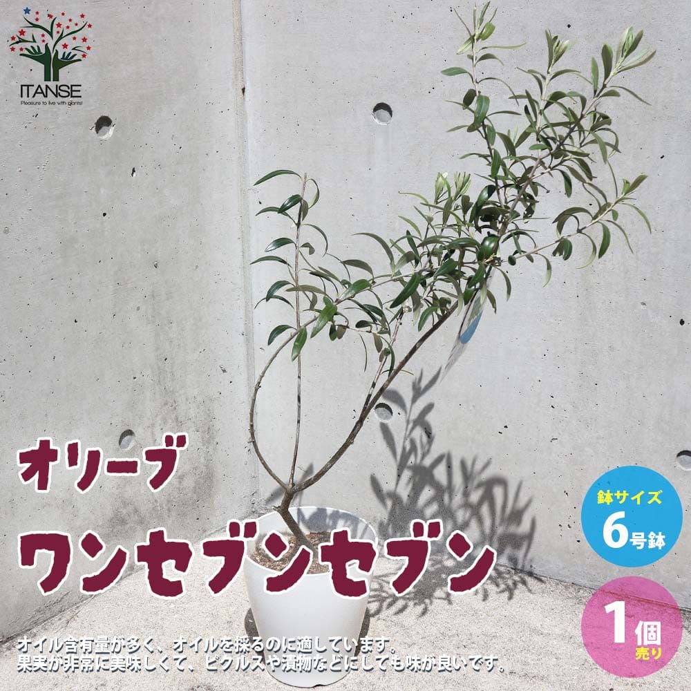 オリーブ ワンセブンセブン白テーパ鉢 【果樹の苗木 6号／1個売り