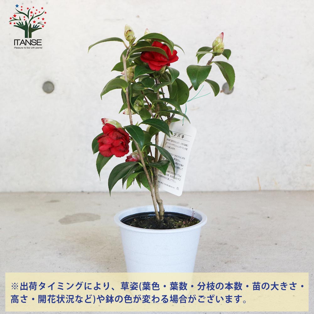 椿(ツバキ)接木苗　紅羽衣 000000049136-01.jpg?size=m&w=