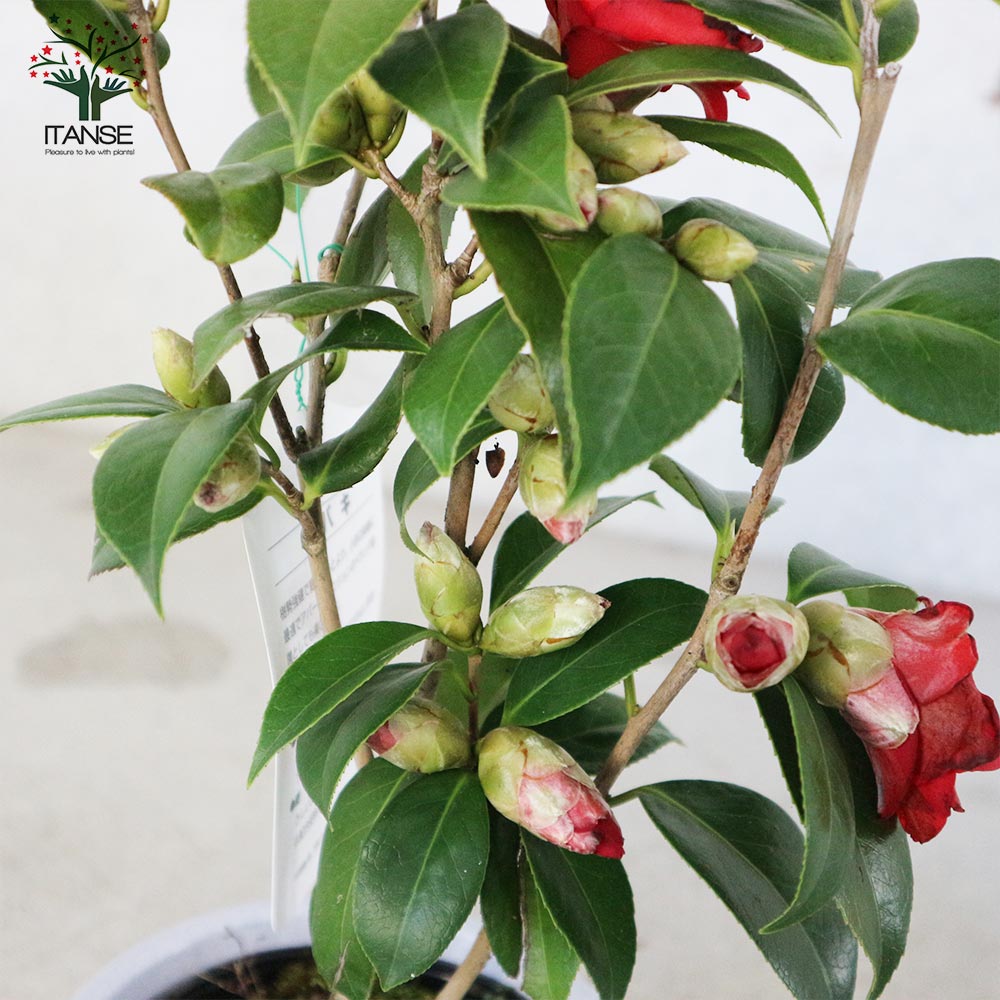 椿(ツバキ)の苗木 品種：紅月(コウゲツ、クレナイツキ)【庭木 4.5号鉢