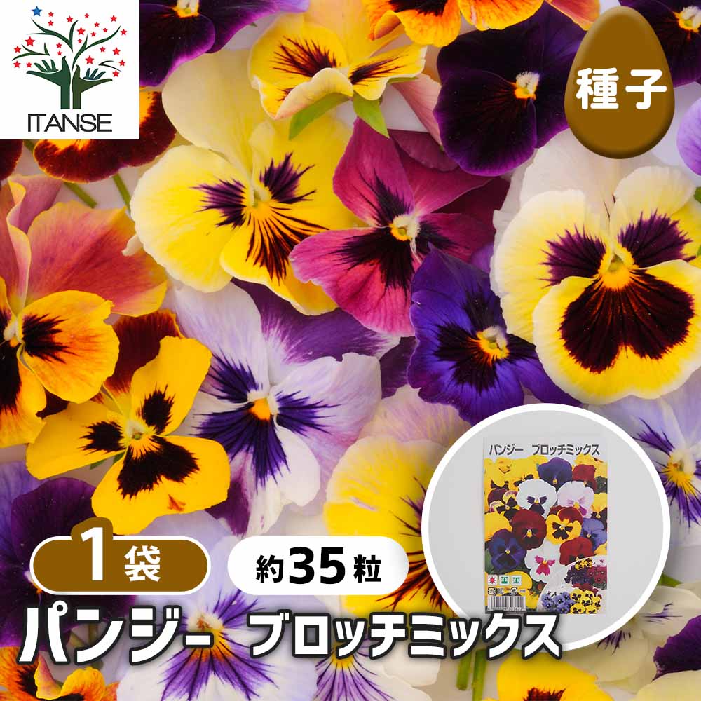 種子 パンジー ブロッチミックス 【 約35粒／1袋売り】｜ 【植物の