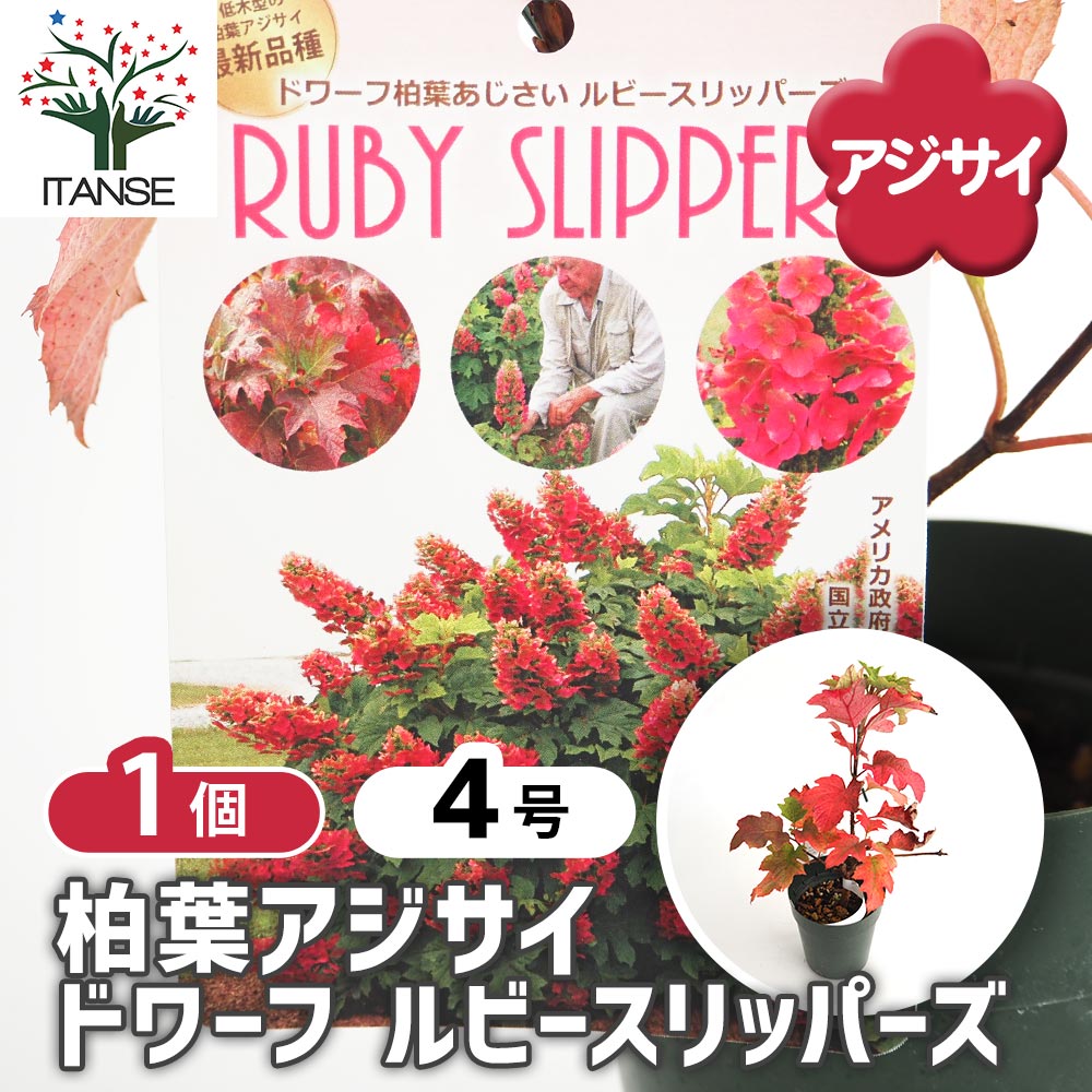 ドワーフ柏葉あじさい ルビースリッパーズ 【花木苗 4号／1個売り