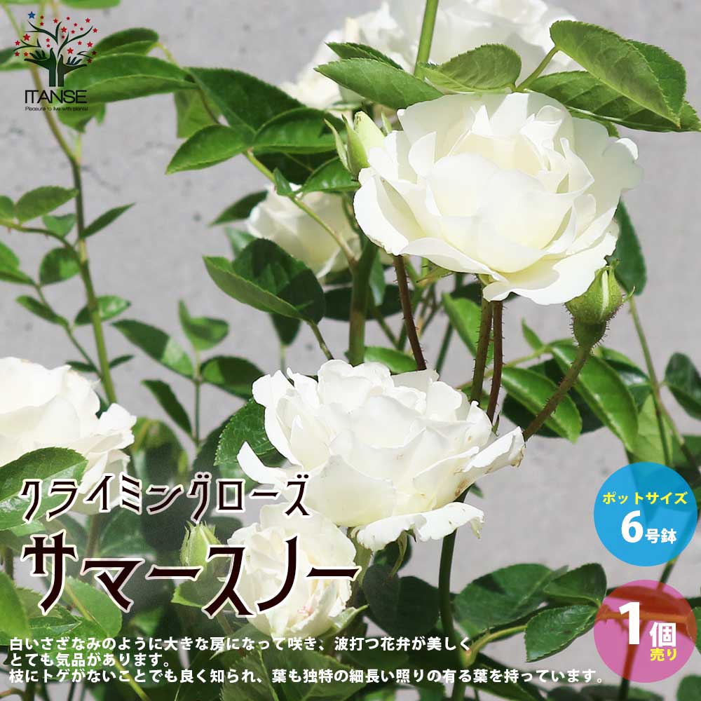 薔薇の苗 ””サマースノー””クライミングローズ(CL)【庭木 6号大苗／1個売り】