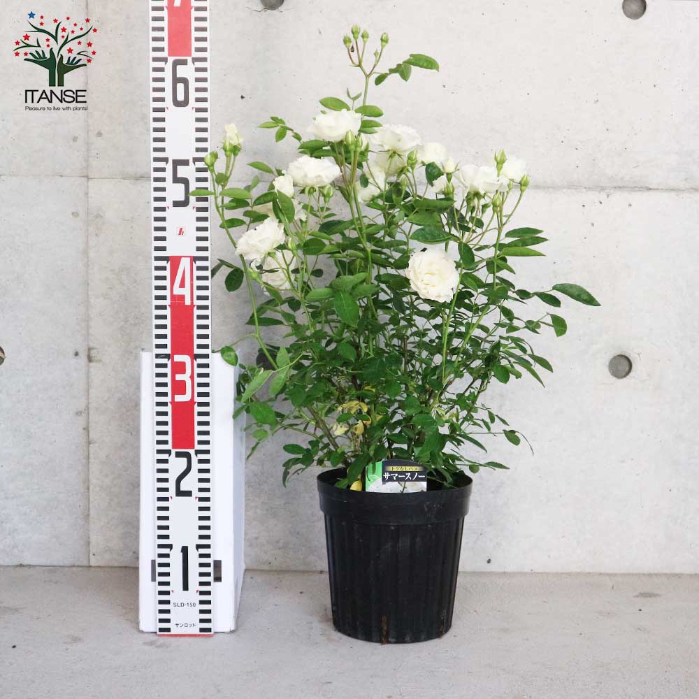 薔薇の苗 ””サマースノー””クライミングローズ(CL)【庭木 6号大苗／1個売り】