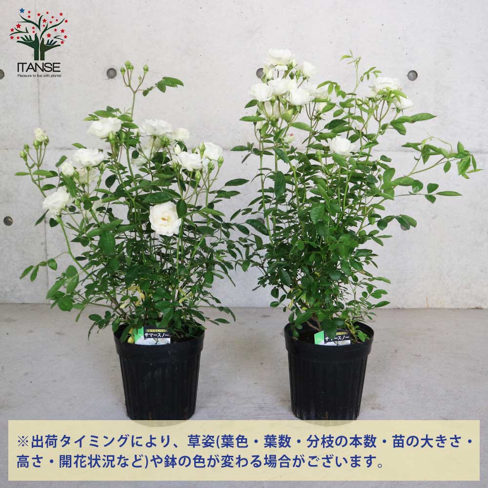 薔薇の苗 ””サマースノー””クライミングローズ(CL)【庭木 6号大苗／1個売り】