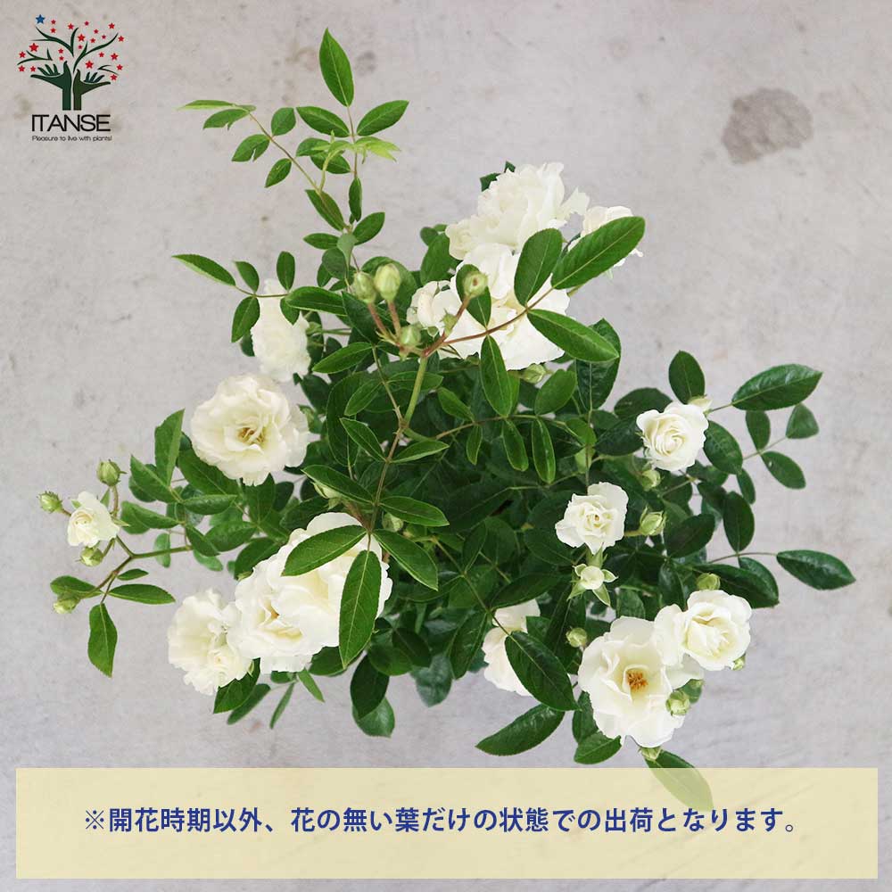 薔薇の苗 ””サマースノー””クライミングローズ(CL)【庭木 6号大苗／1個売り】