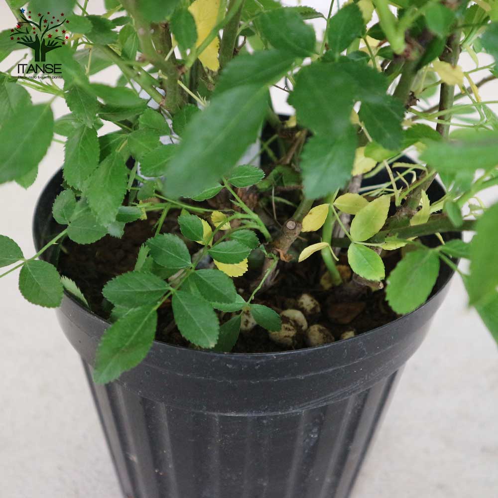 薔薇の苗 ””サマースノー””クライミングローズ(CL)【庭木 6号大苗／1個売り】