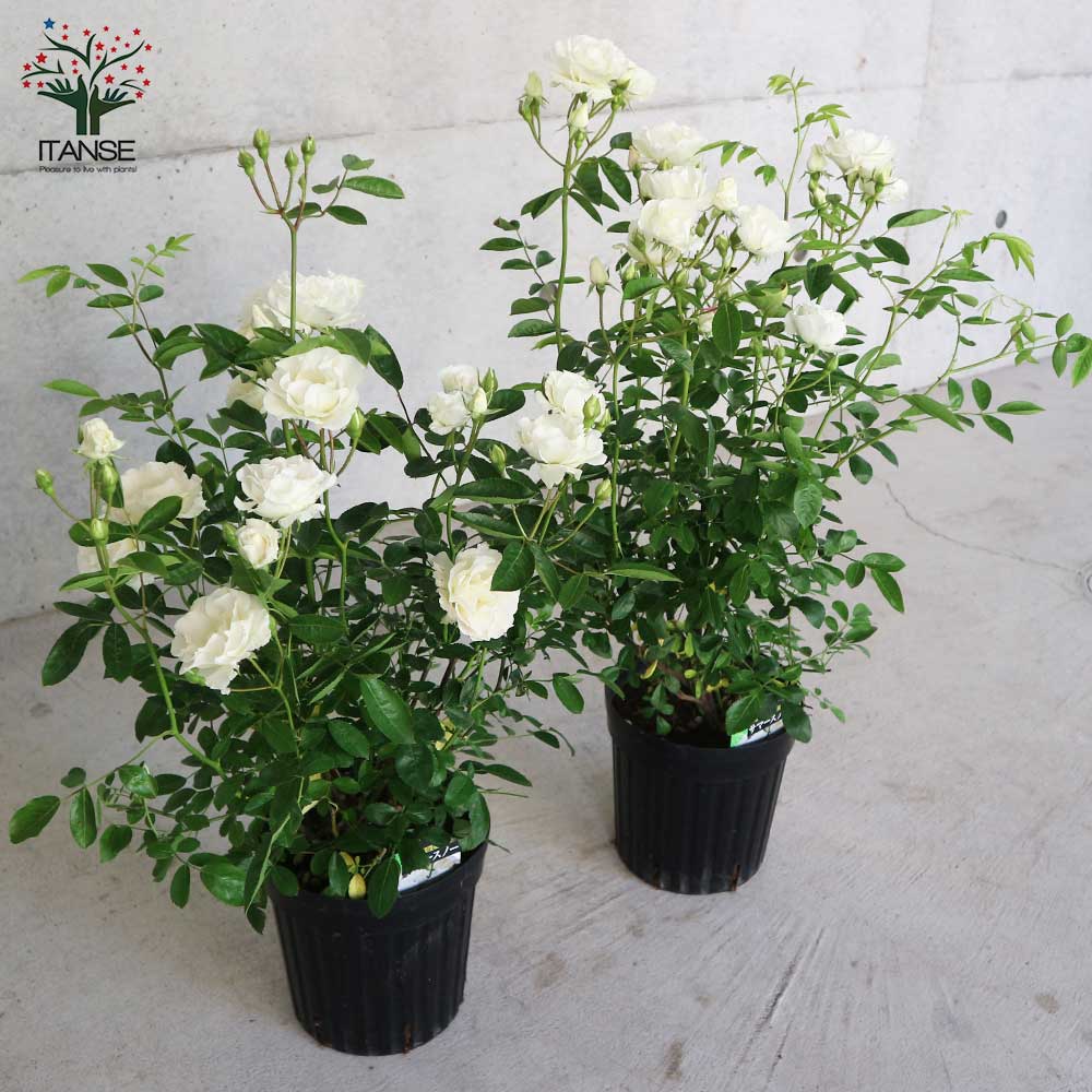 薔薇の苗 ””サマースノー””クライミングローズ(CL)【庭木 6号大苗／1個売り】