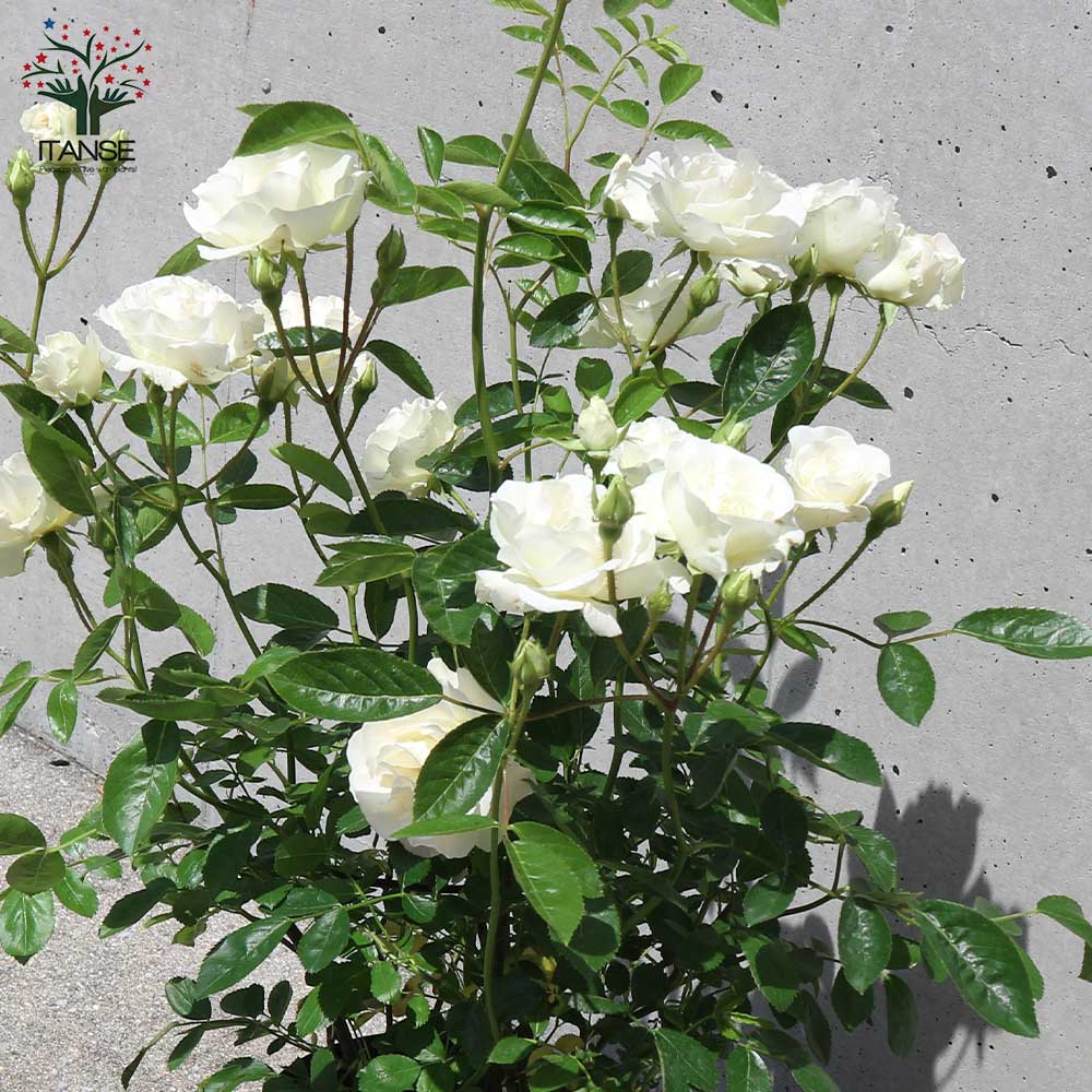 薔薇の苗 ””サマースノー””クライミングローズ(CL)【庭木 6号大苗／1個売り】