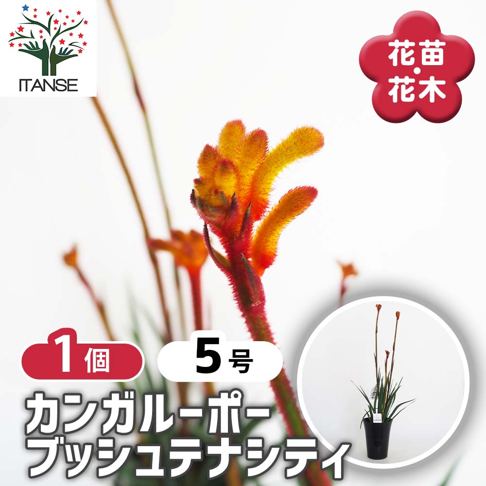 カンガルーポー テナシティ 【花苗 5号／1個売り】