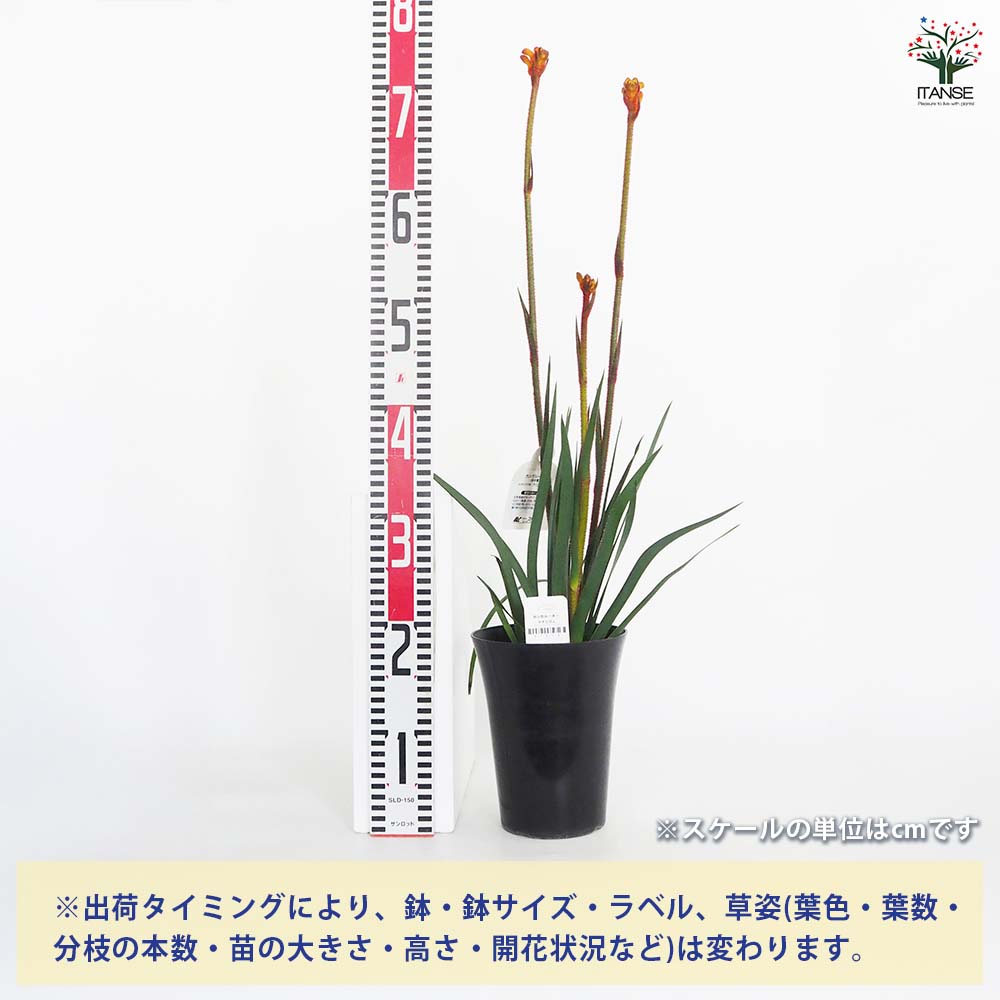 カンガルーポー テナシティ 【花苗 5号／1個売り】