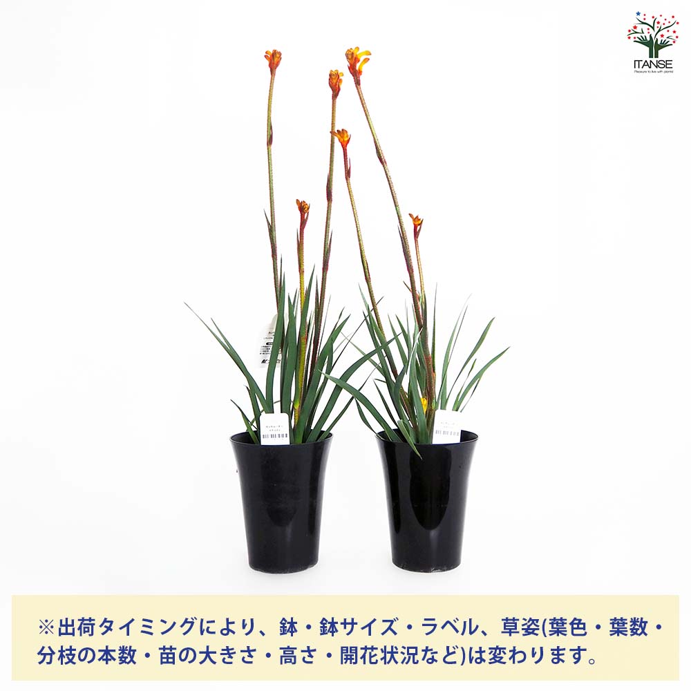 カンガルーポー テナシティ 【花苗 5号／1個売り】