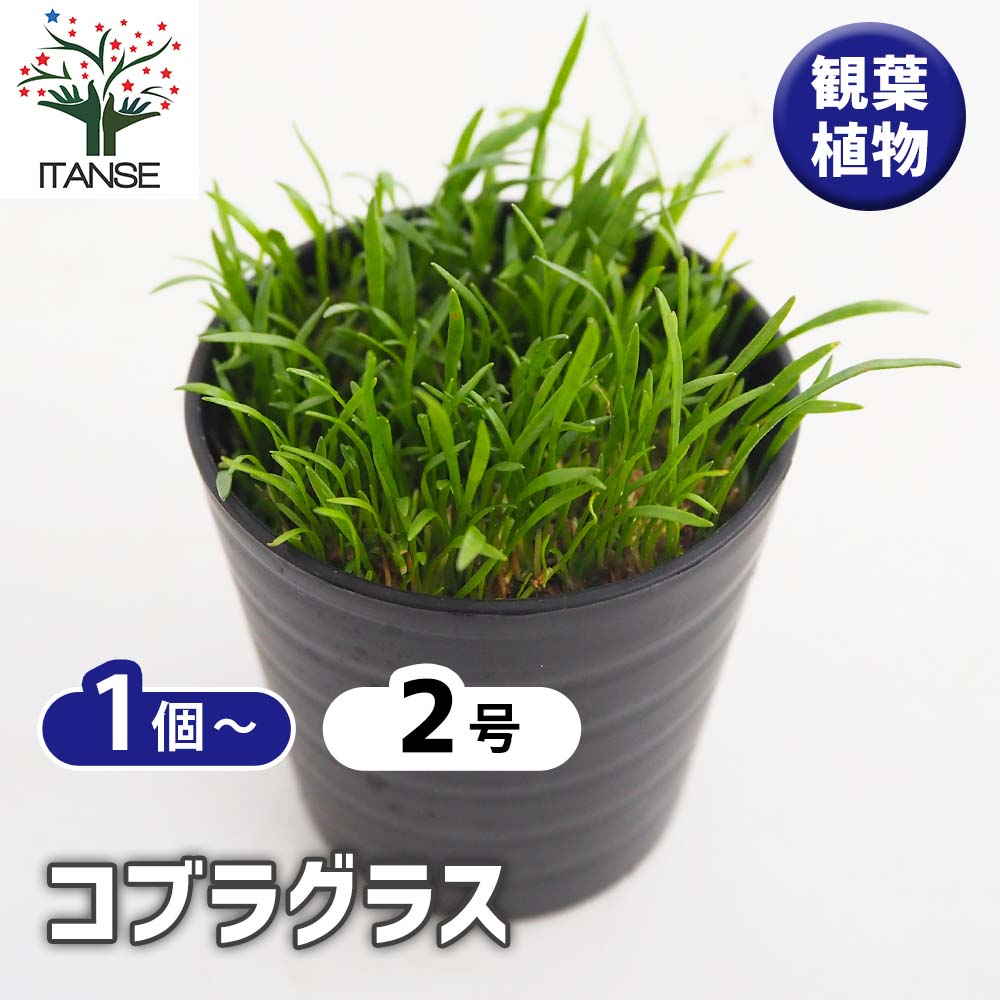 水草 コブラグラス 【観葉植物 2号】