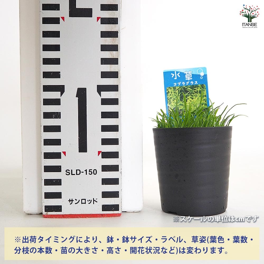 水草 コブラグラス 【観葉植物 2号】