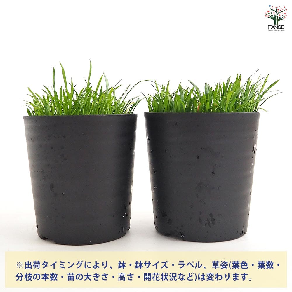 水草 コブラグラス 【観葉植物 2号】