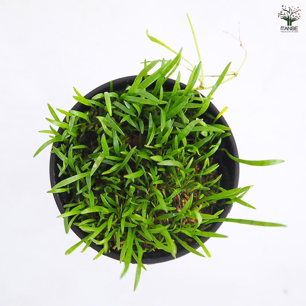 水草 コブラグラス 【観葉植物 2号】