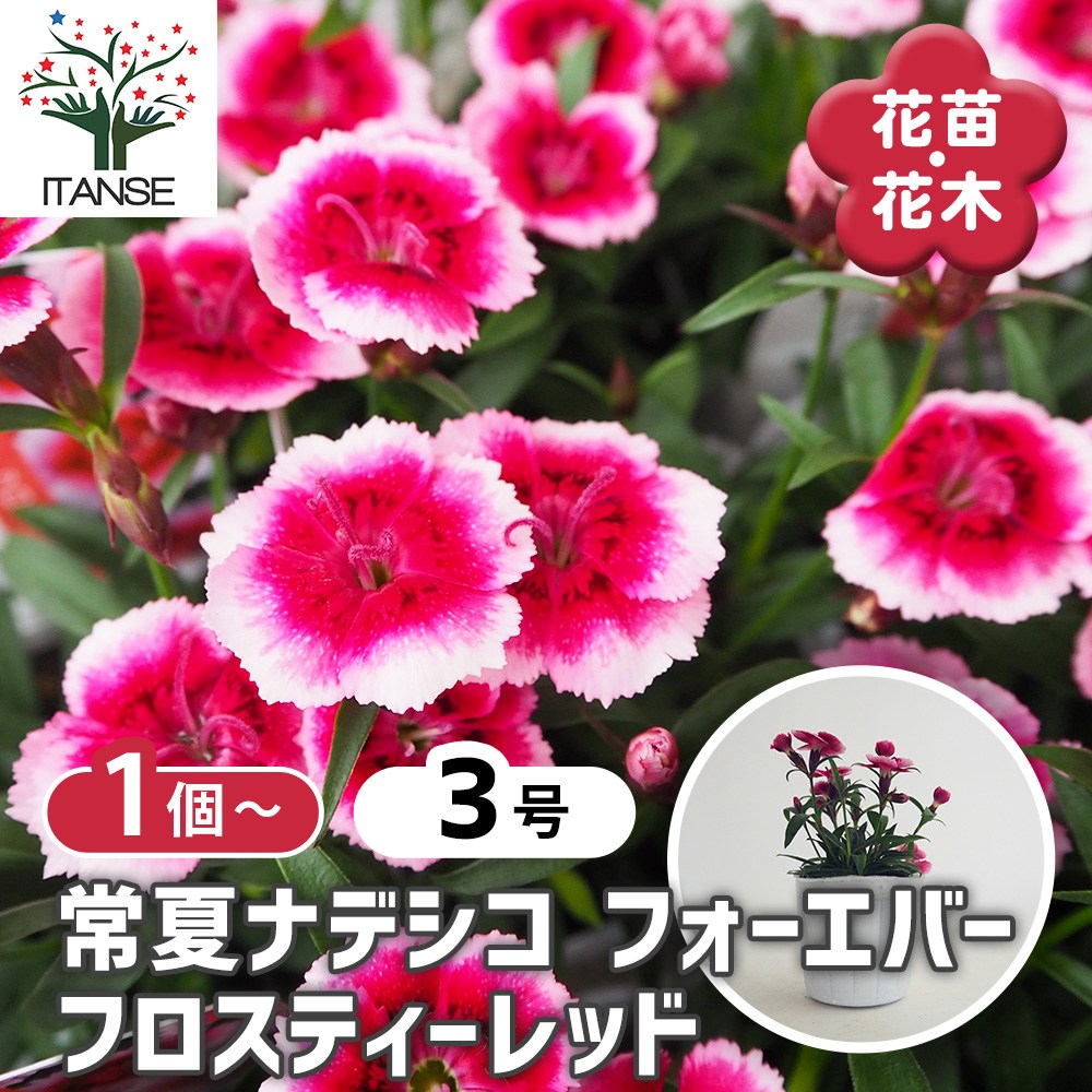 常夏ナデシコ フォーエバー フロスティーレッド 【花苗 3号】｜ 【植物