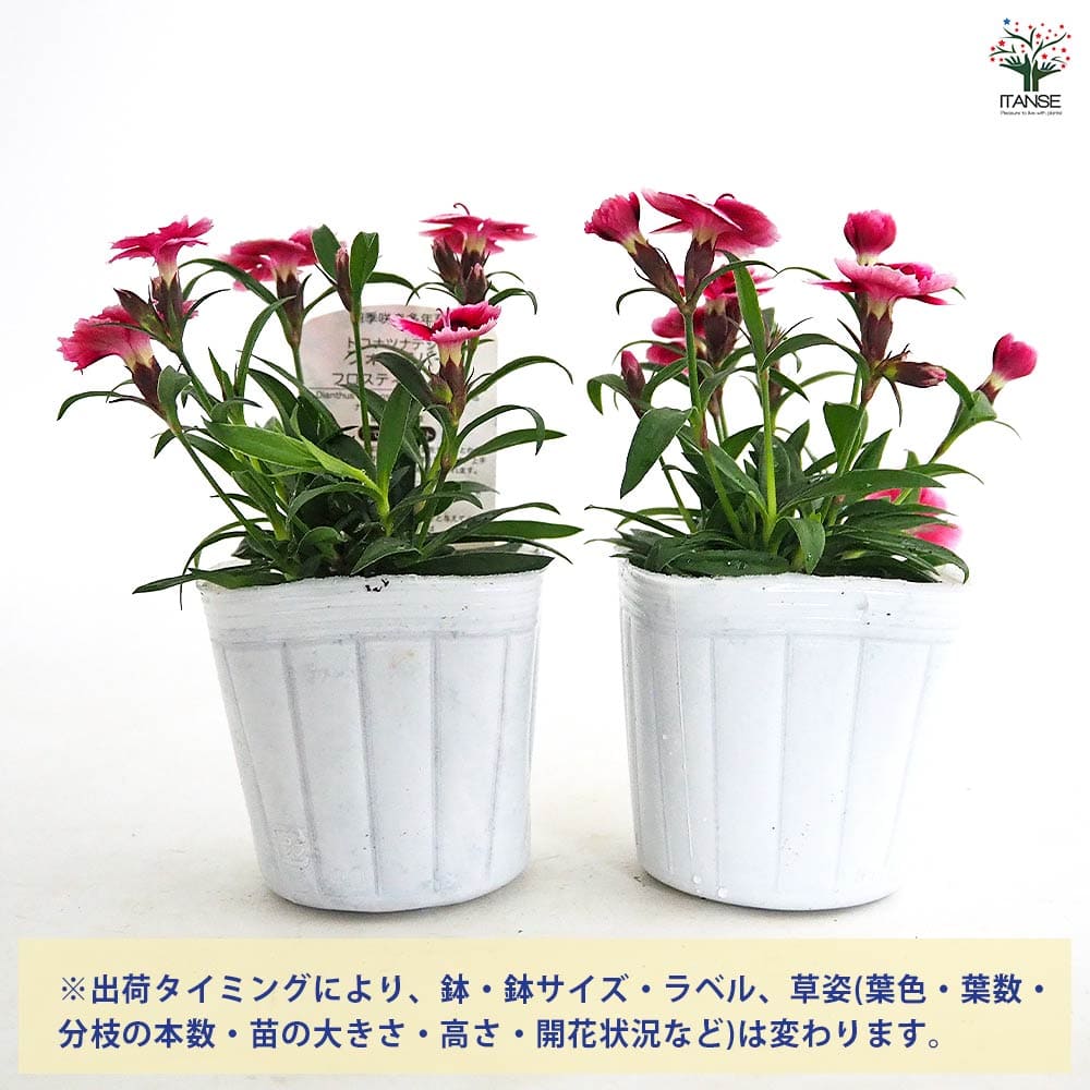 常夏ナデシコ フォーエバー フロスティーレッド 【花苗 3号】｜ 【植物