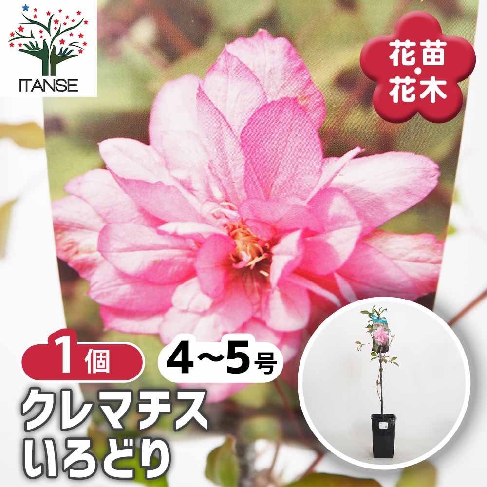 クレマチス いろどり 【花苗 4号／1個売り】｜ 【植物のITANSE