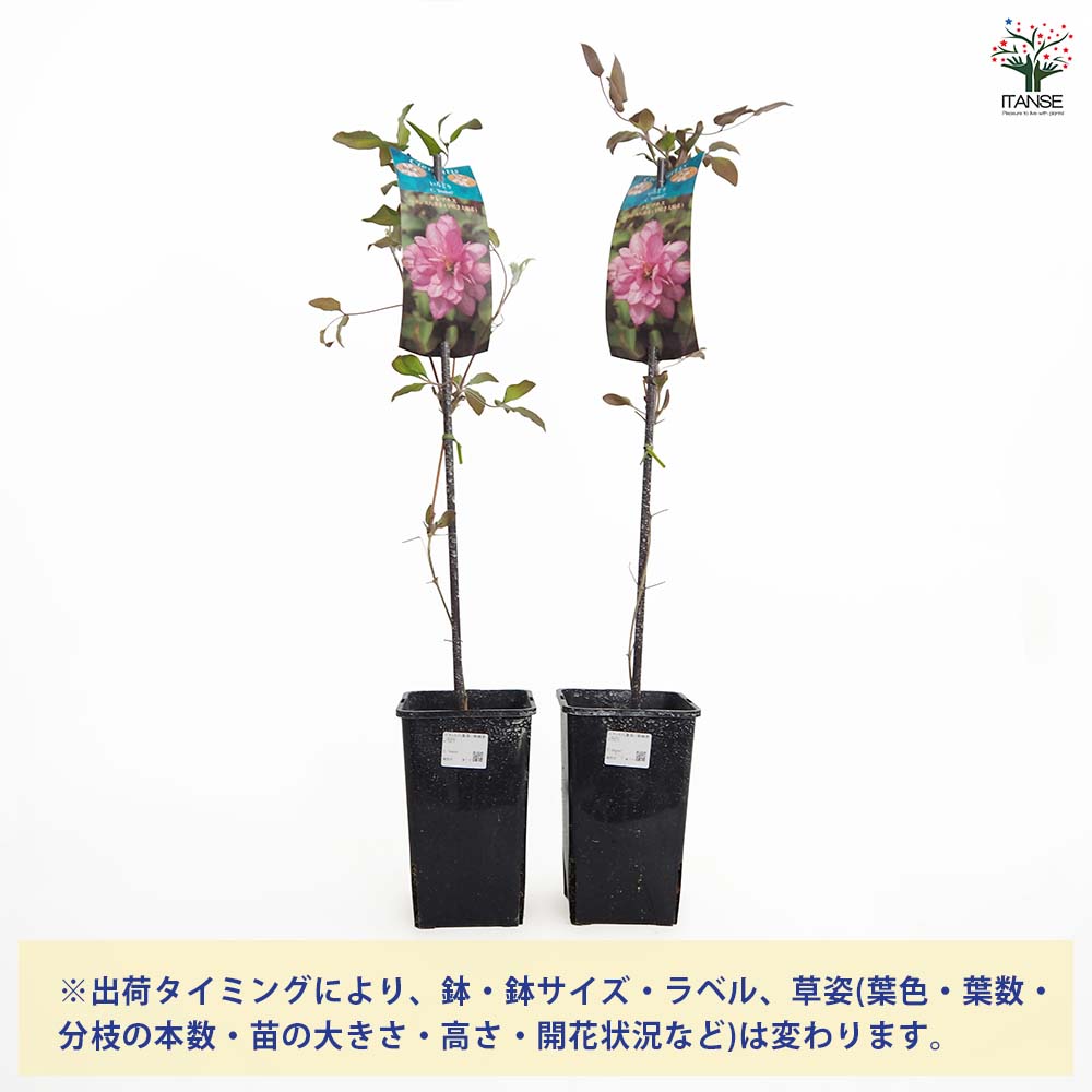 クレマチス いろどり 【花苗 4号／1個売り】｜ 【植物のITANSE