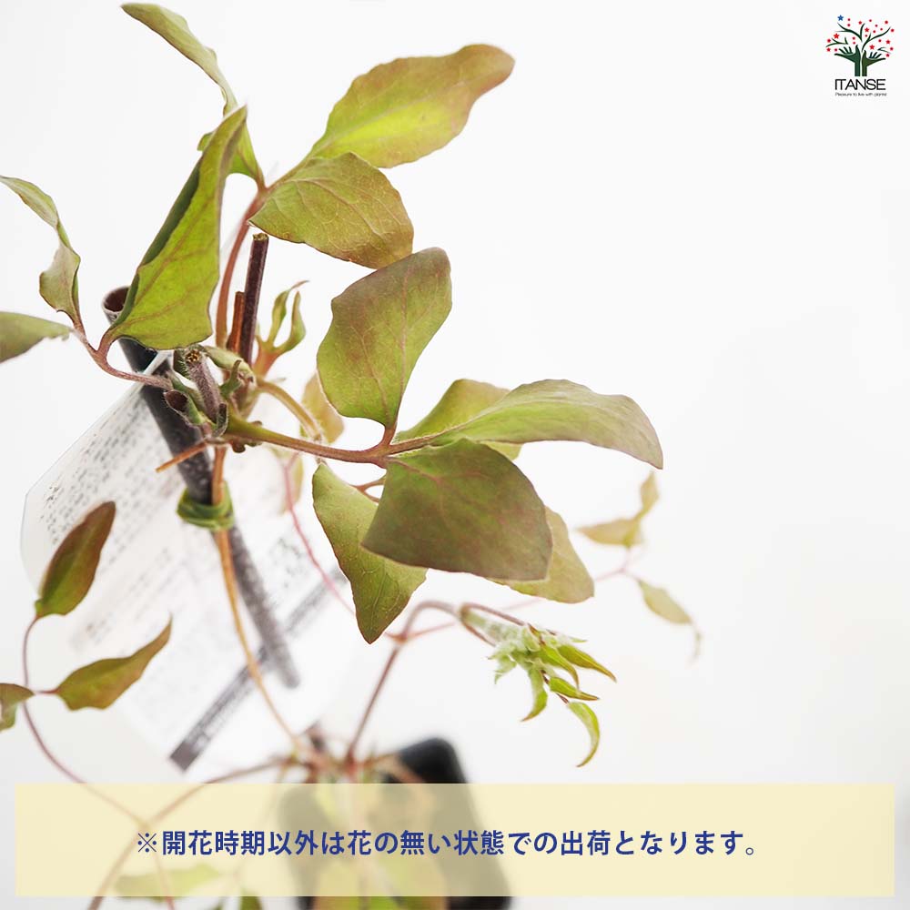 クレマチス いろどり 【花苗 4号／1個売り】｜ 【植物のITANSE