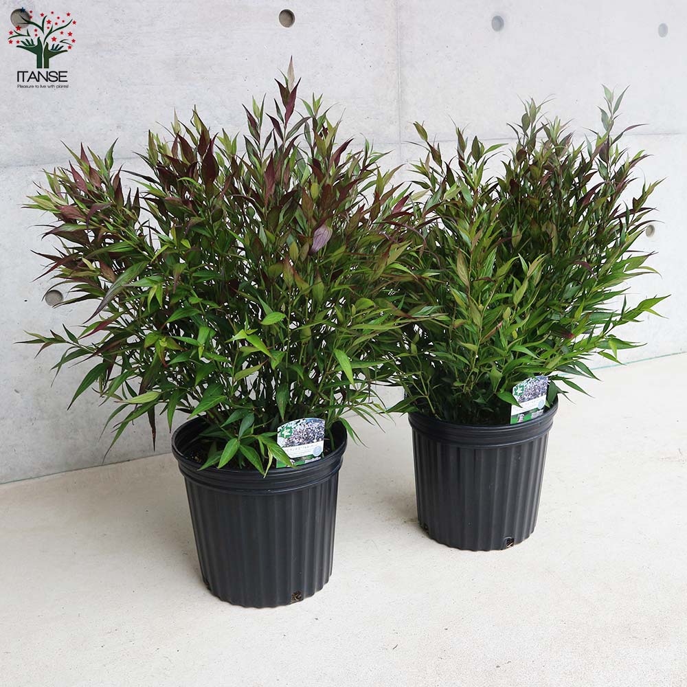 カラーリーフ ストロビランテス ブルネッティー【庭木 7号／1個売り