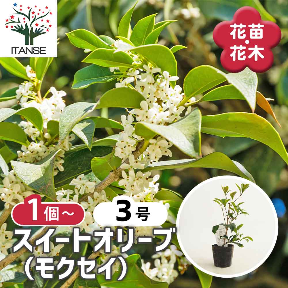 104ki　オリーブ38サイズ　火曜日発送 法人限定】ルッカ（オリーブの木）｜XL｜NO.1891｜約240cm｜人気・寒冷
