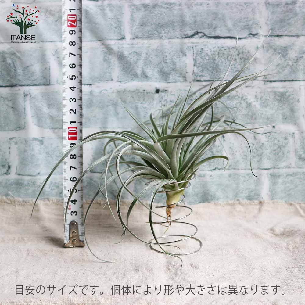 チランジア コットンキャンディー 【エアプランツ Rサイズ／1個