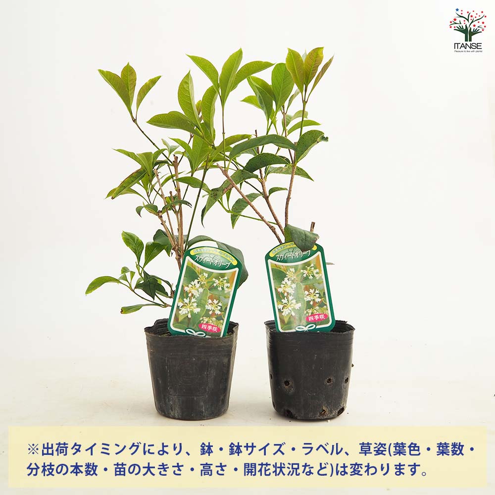 104ki　オリーブ38サイズ　火曜日発送 法人限定】ルッカ（オリーブの木）｜XL｜NO.1891｜約240cm｜人気・寒冷