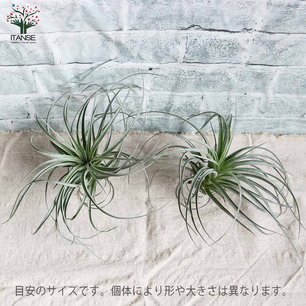 即購入禁止‼️チランジア   コットンキャンディー　花芽終わり 即購入禁止‼️チランジア コットンキャンディー 花芽終わり