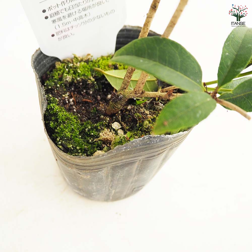 スウィートオリーブ(モクセイ) 【花木苗 3号】｜ 【植物のITANSE