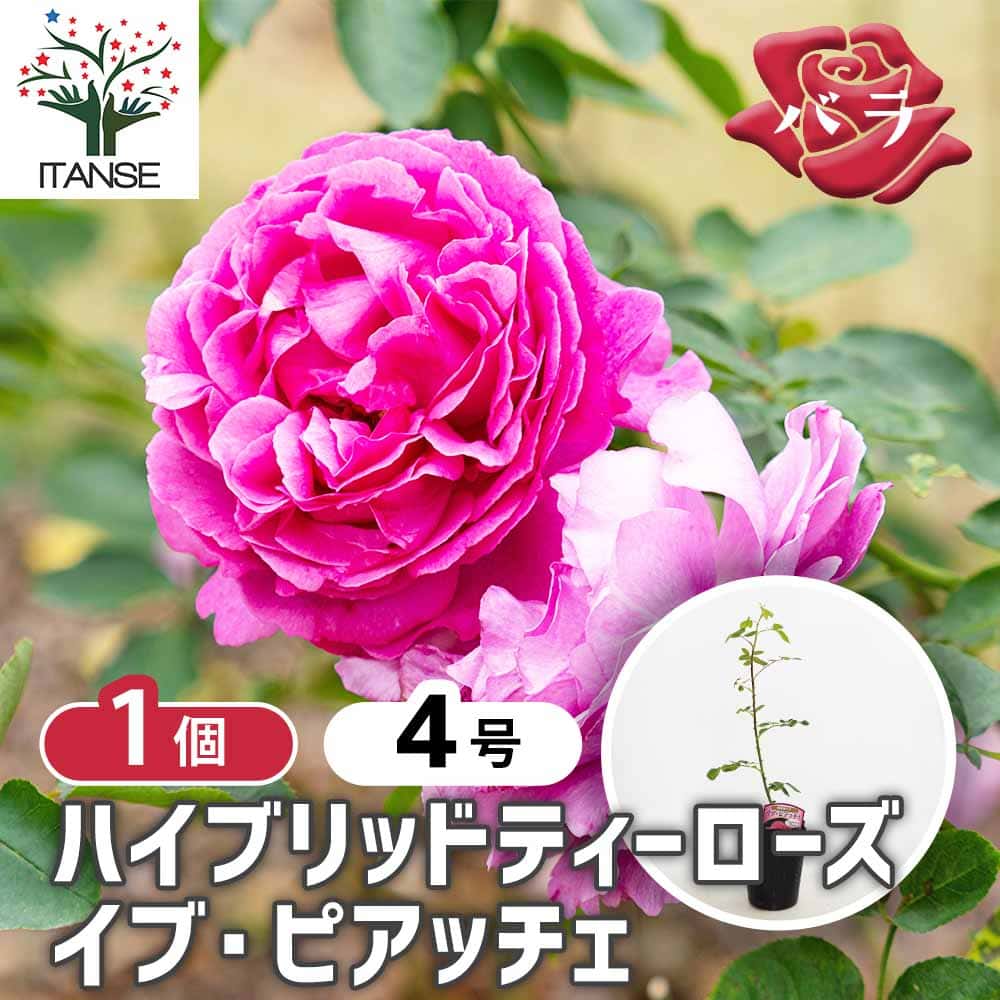 薔薇 イブピアッチェ 接木 【花木苗 4号／1個売り】｜ 【植物の