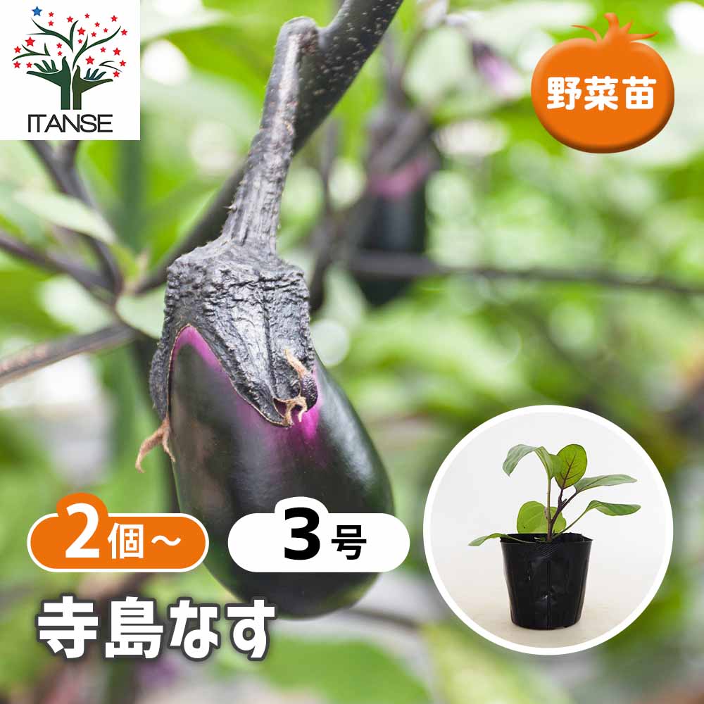 ナス苗U ナスの苗 寺島なす2個～ 【野菜の苗 3号】｜ 【植物のITANSE