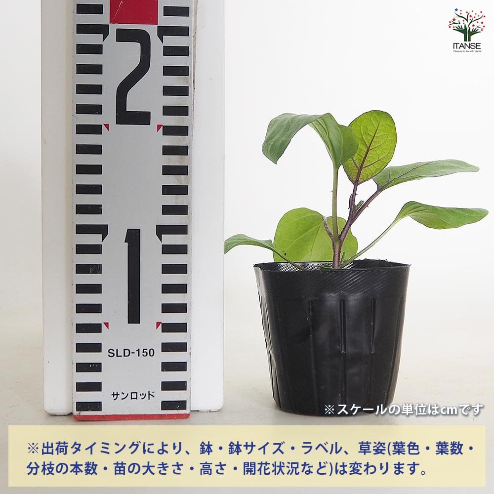 ナスの苗 寺島なす2個～ 【野菜の苗 3号】