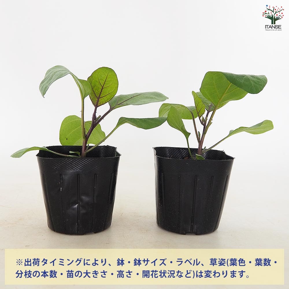 ナスの苗 寺島なす2個～ 【野菜の苗 3号】｜ 【植物のITANSE