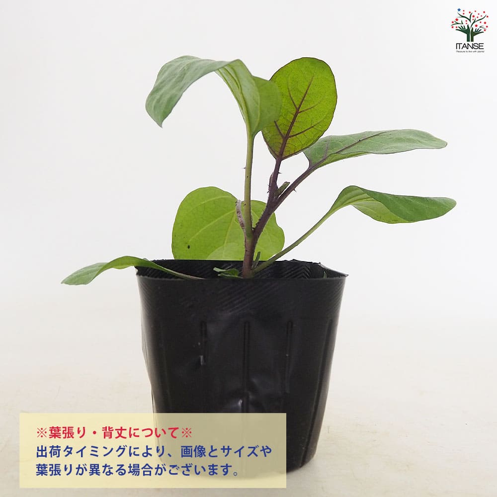 ナスの苗 寺島なす2個～ 【野菜の苗 3号】