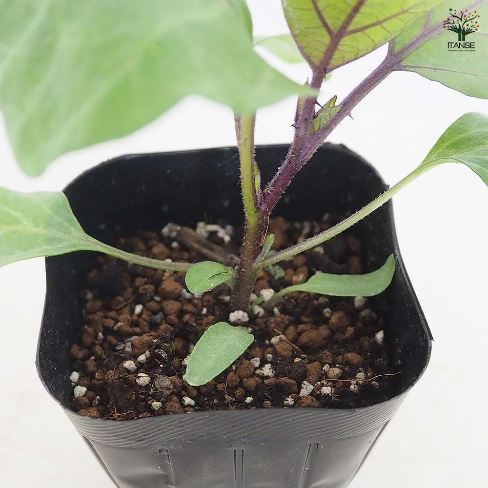 ナスの苗 寺島なす2個～ 【野菜の苗 3号】｜ 【植物のITANSE