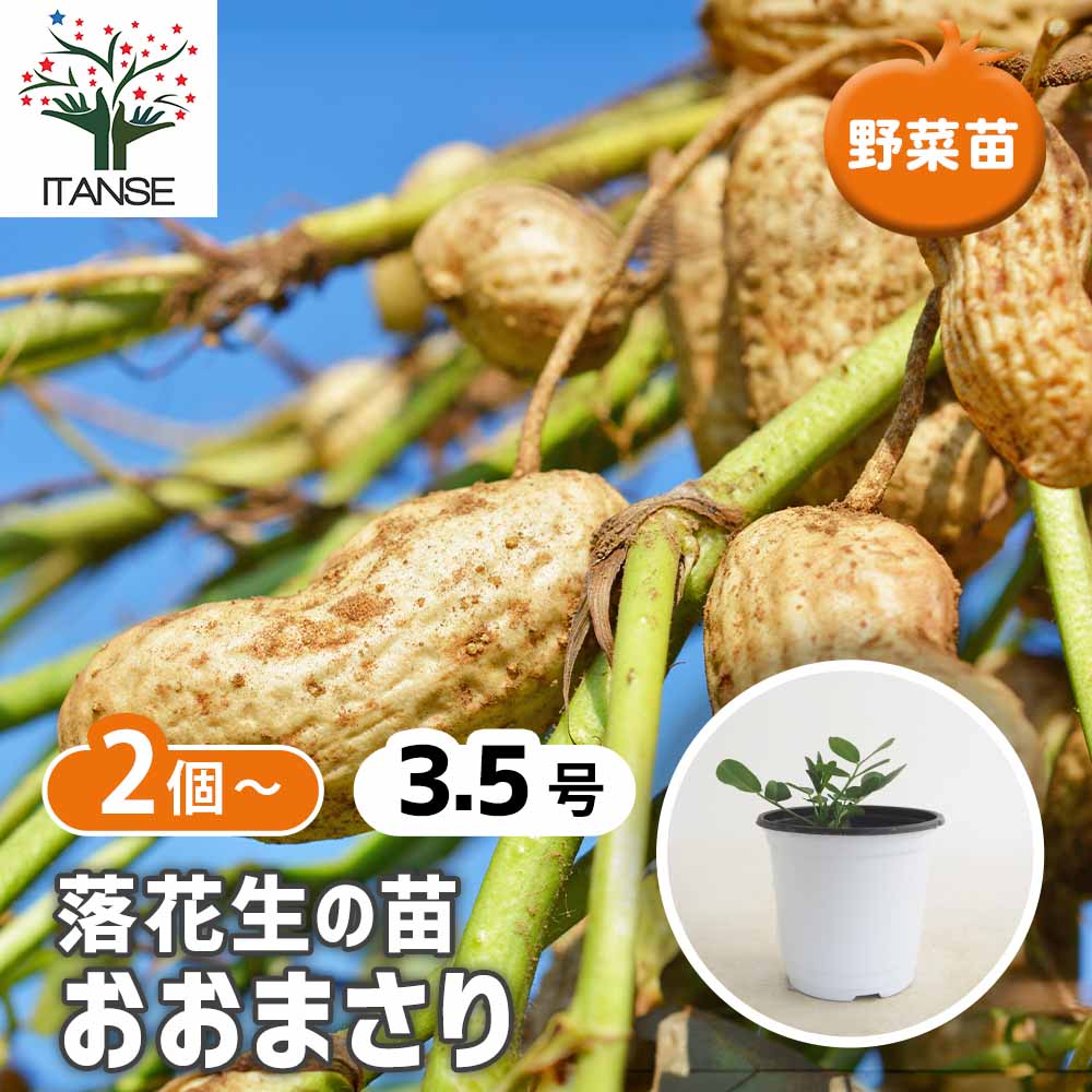 落花生(らっかせい) おおまさり2個～ 【野菜の苗 3.5号】｜ 【植物の