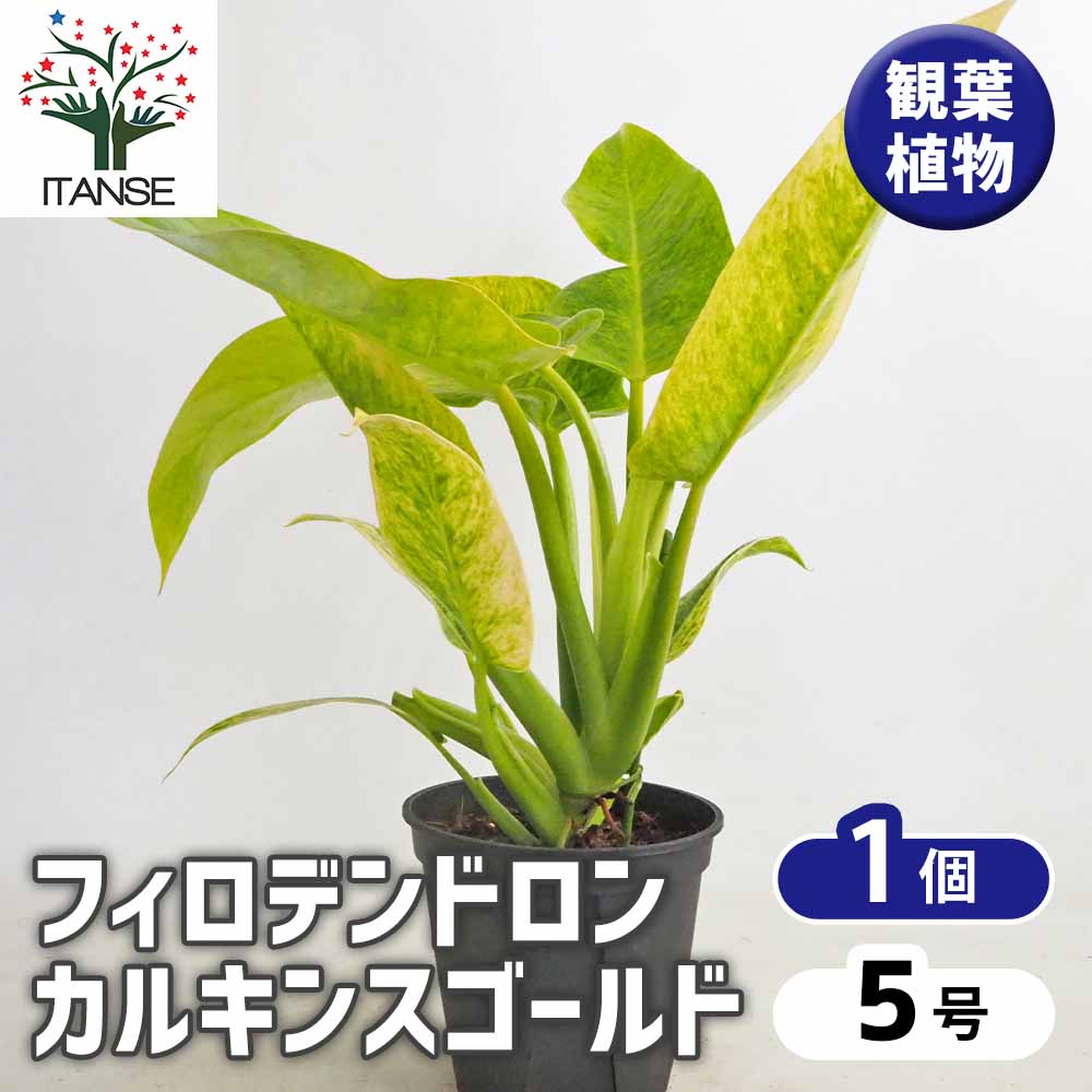 フィロデンドロン カルキンスゴールド 【観葉植物 5号／1個売り