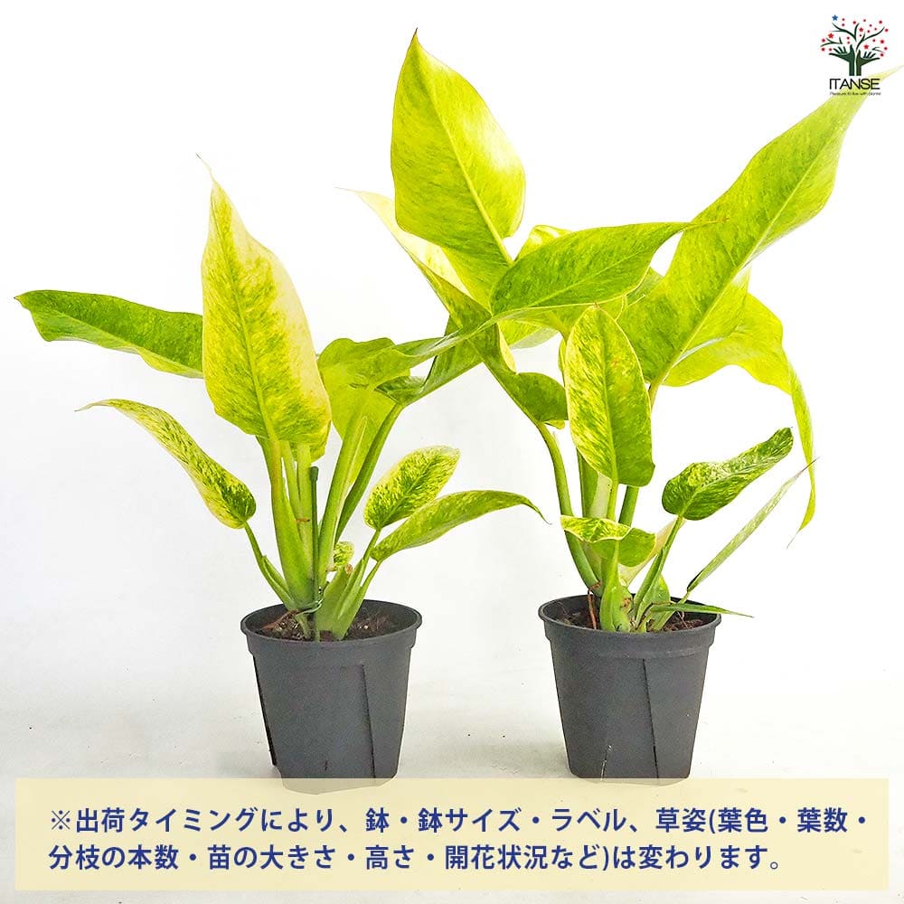 フィロデンドロン カルキンスゴールド 【観葉植物 5号／1個売り
