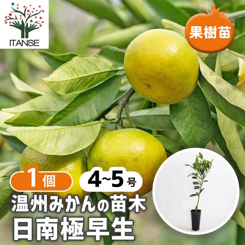 みかんの苗木 温州みかん 日南極早生 【果樹の苗 4～5号／1個売り