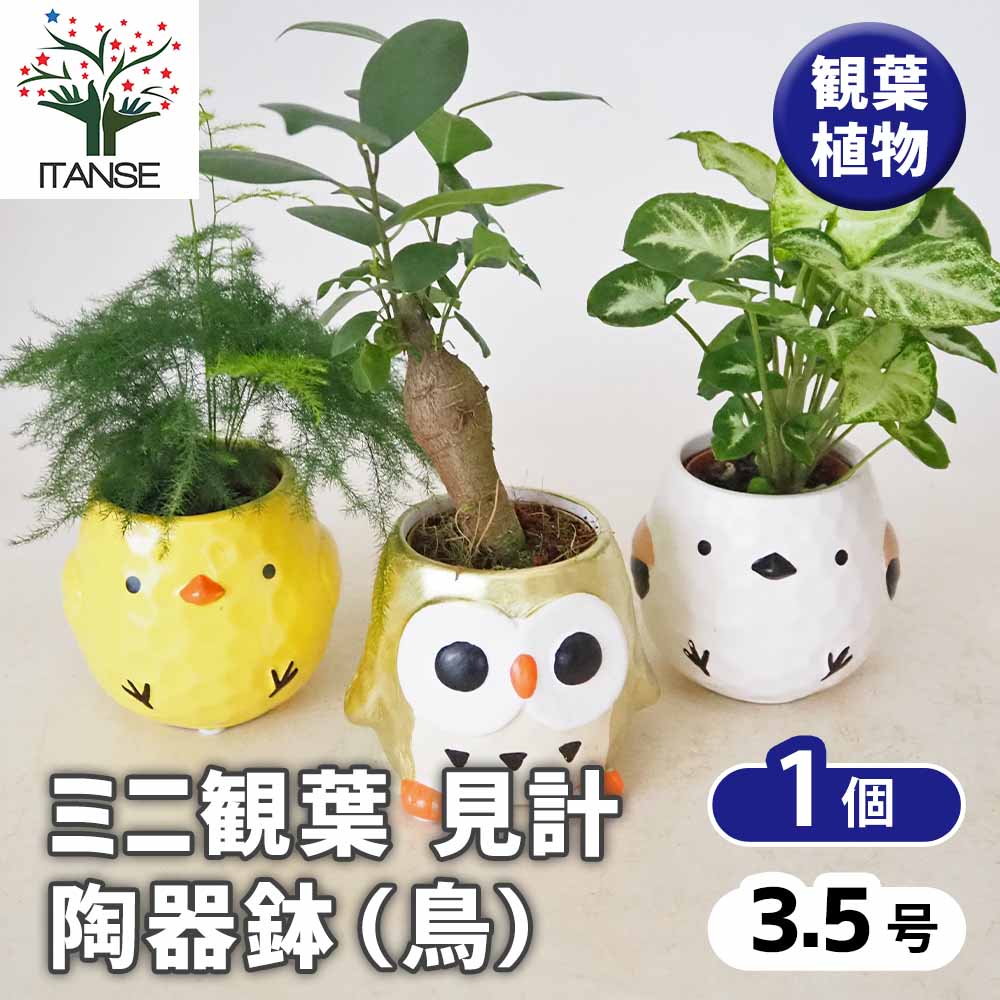 ミニ観葉見計 陶器鉢・鳥 【 観葉植物 3.5号 】｜ 【植物の