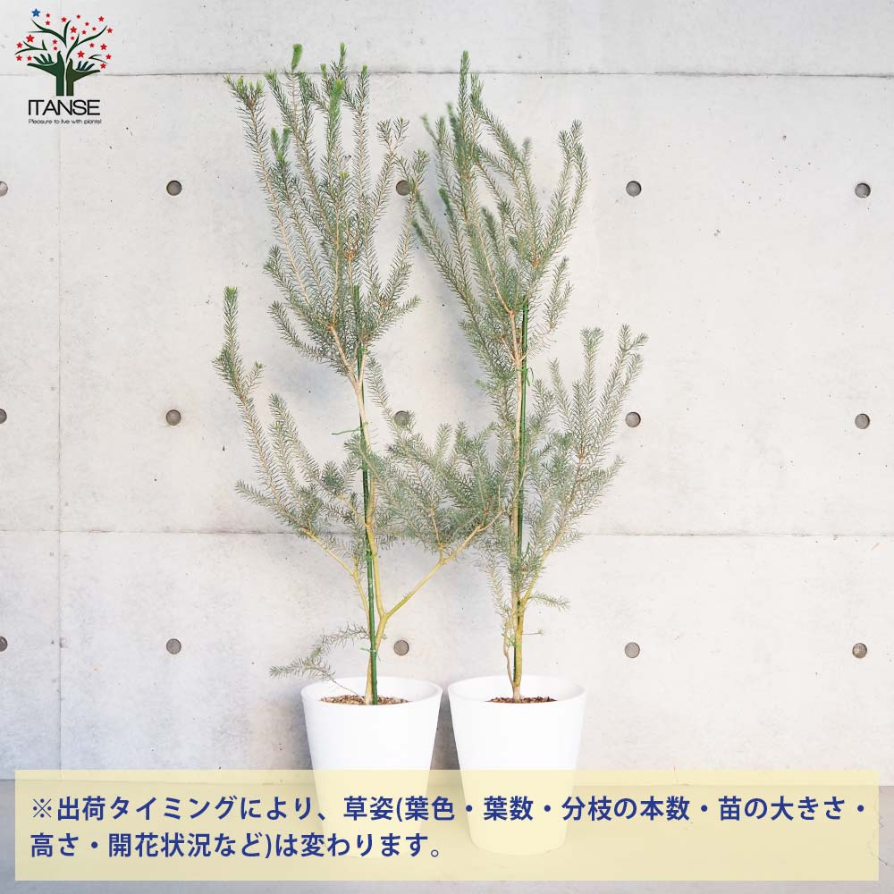 カロタムス ダスティーグレー【花苗 8号鉢／1個売り】｜ 【植物の