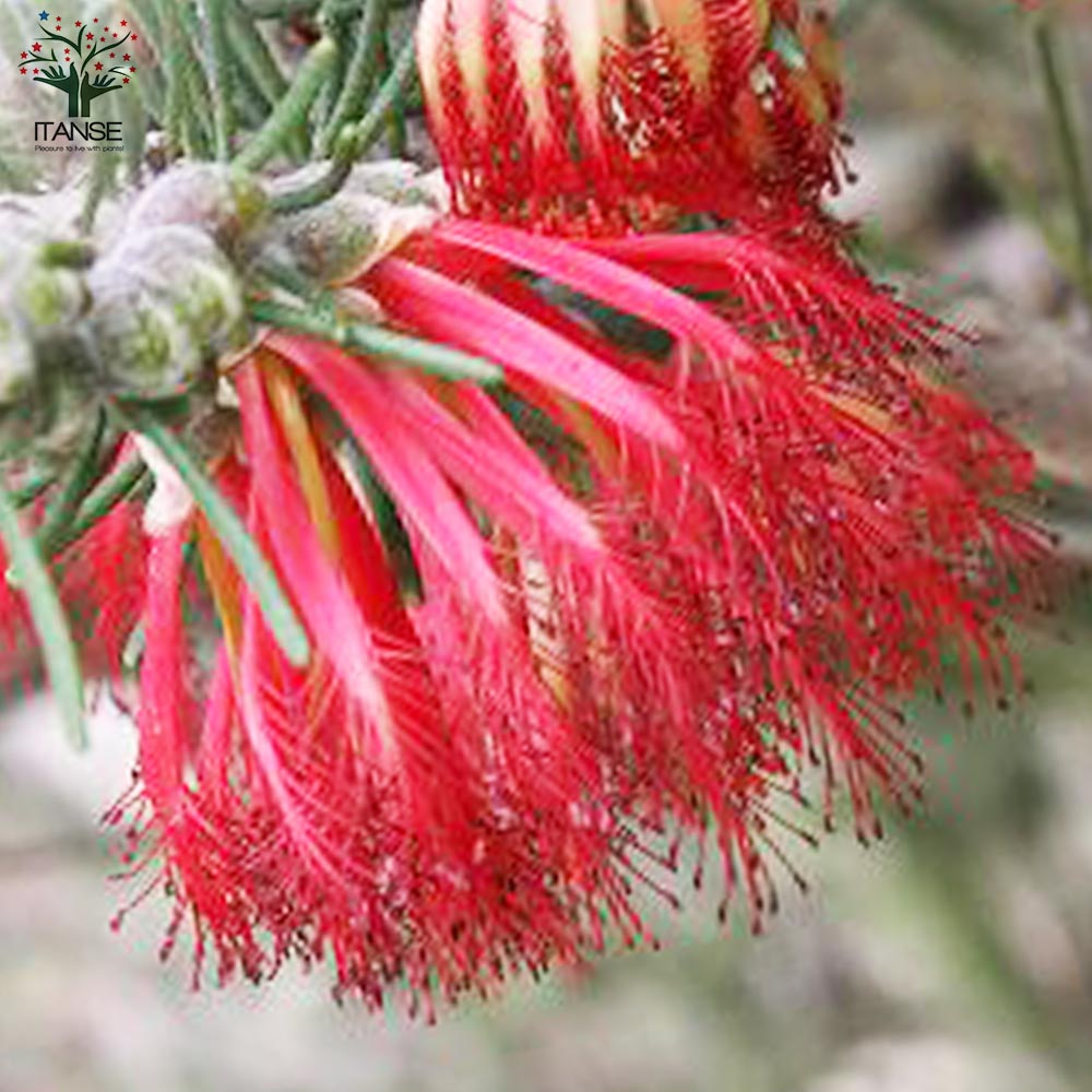 カロタムス ダスティーグレー【花苗 8号鉢／1個売り】｜ 【植物の