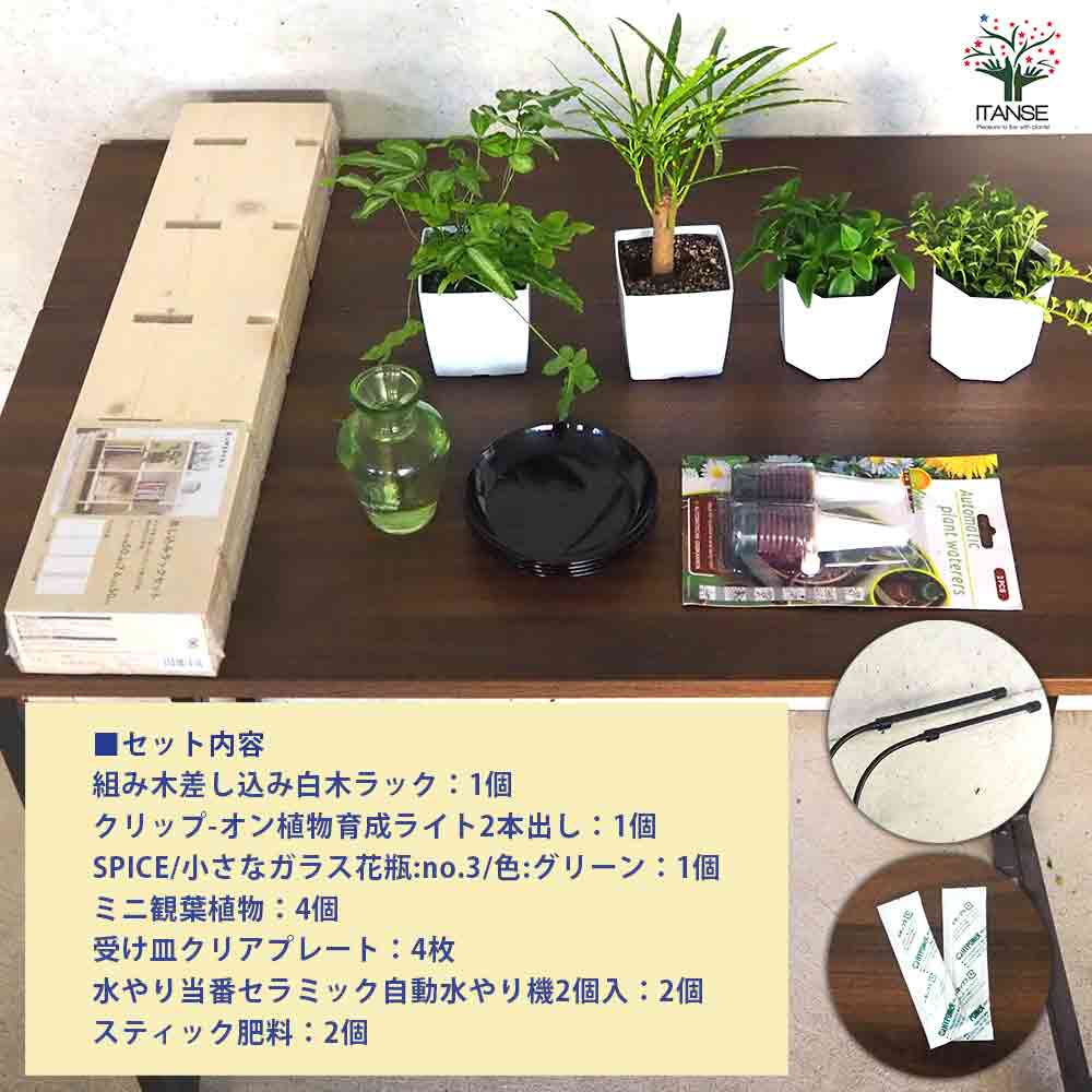 ミニ観葉植物ディスプレイ&生育棚 工具ほぼいらず!組み木差し込み白木