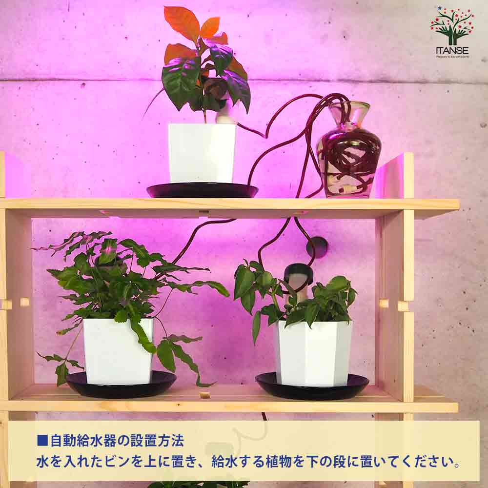 ミニ観葉植物ディスプレイ&生育棚 工具ほぼいらず!組み木差し込み白木