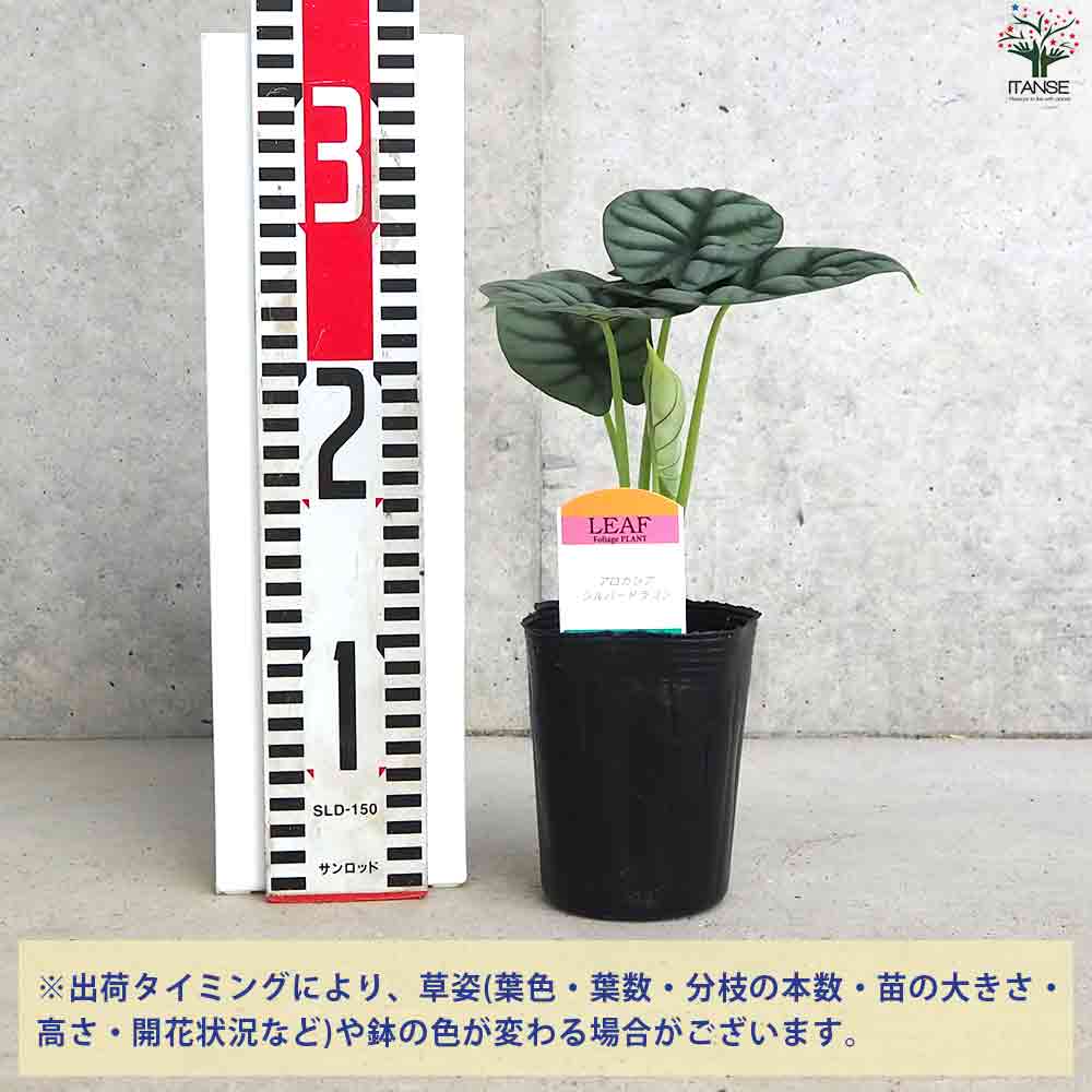 アロカシア・ シルバードラゴン 【観葉植物 3号ポット】