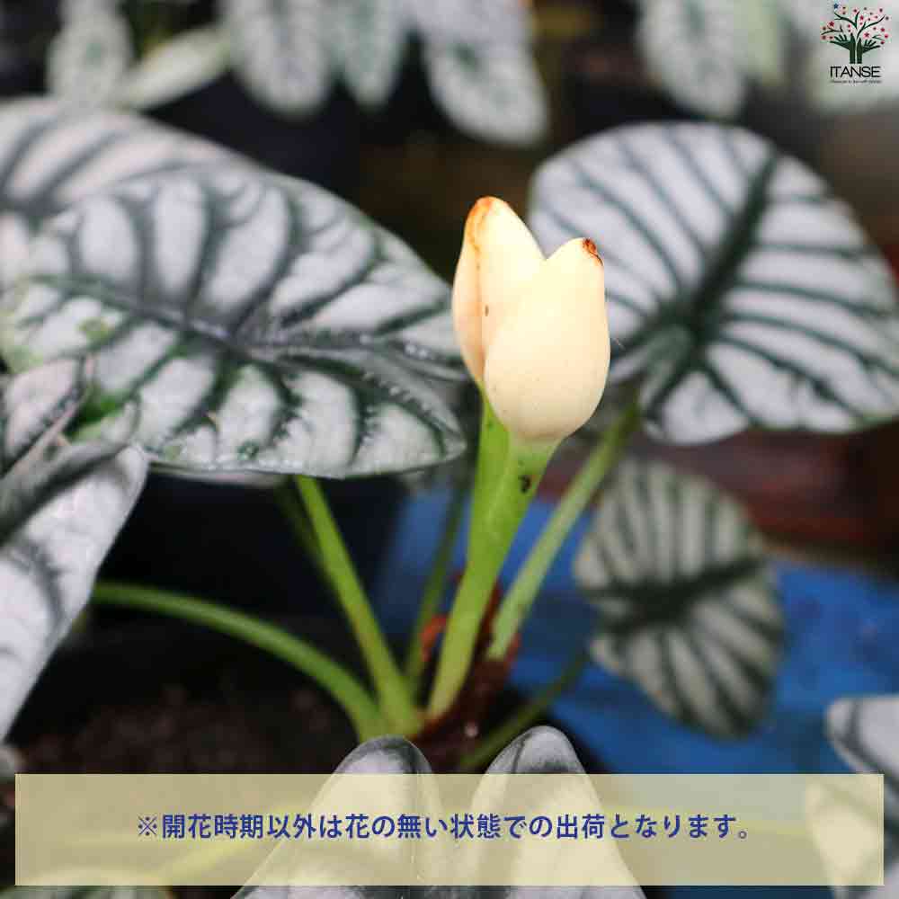 極上 アロカシア シルバードラゴン アルボ a シルバードラゴン