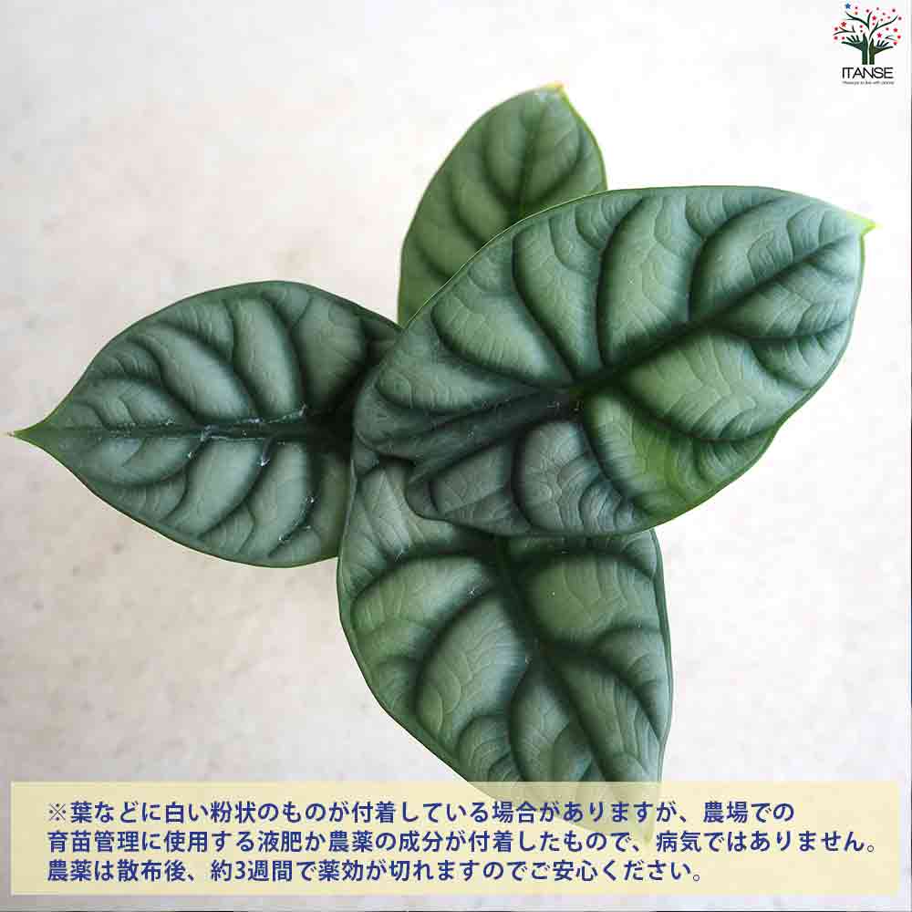 アロカシア・ シルバードラゴン 【観葉植物 3号ポット】
