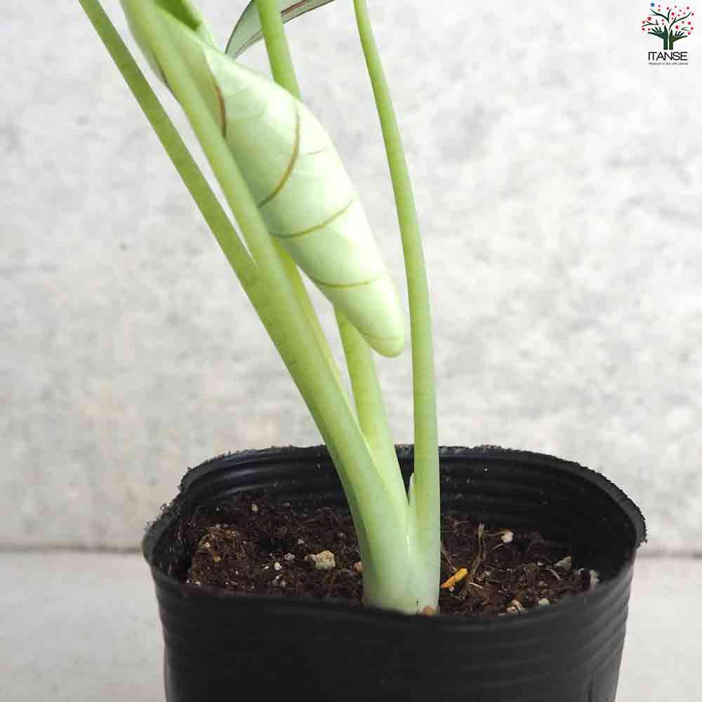 アロカシア・ シルバードラゴン 【観葉植物 3号ポット】｜ 【植物の